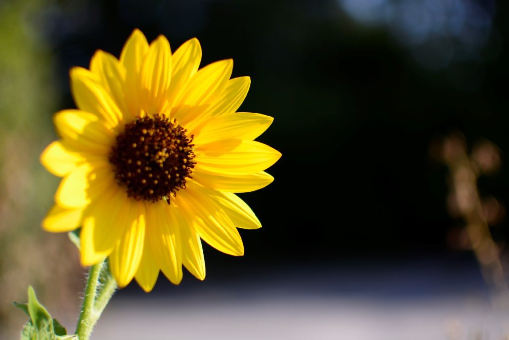 Sunflower_M