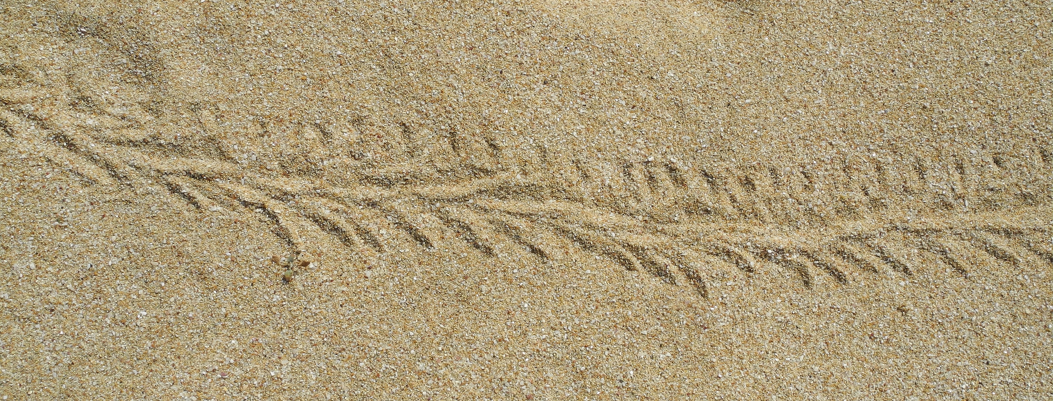 The Footprints of the Common Fish